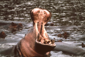 hippo1