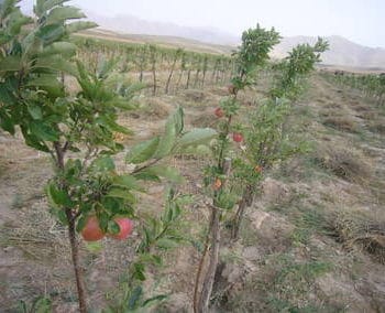 Klimaneutral leben durch neue Obstbäume in Afghanistan