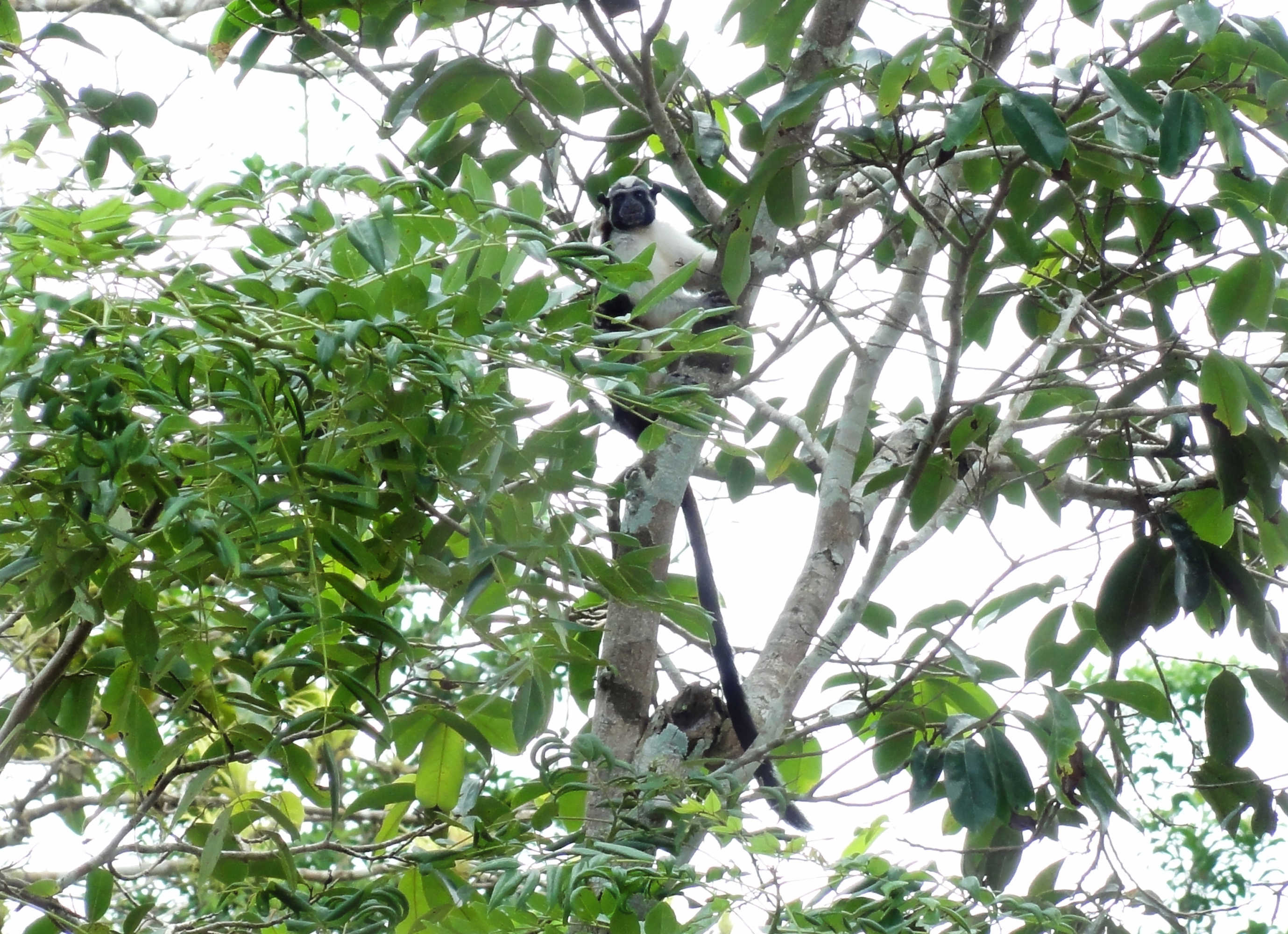 Geld wächst auf Bäumen, wenn man in ökologischen Mischwald in Panama investiert. https://www.forestfinance.de/?partner_id=1182