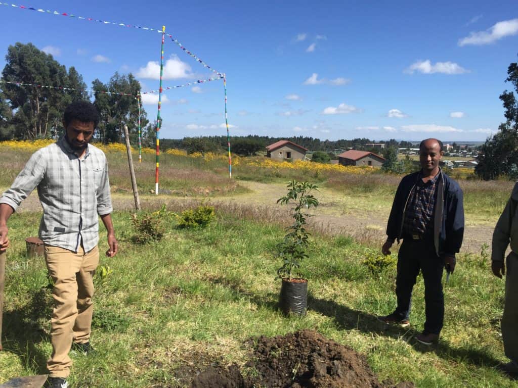 Neue Bäume in Äthiopien.https://kerstinhack.de
