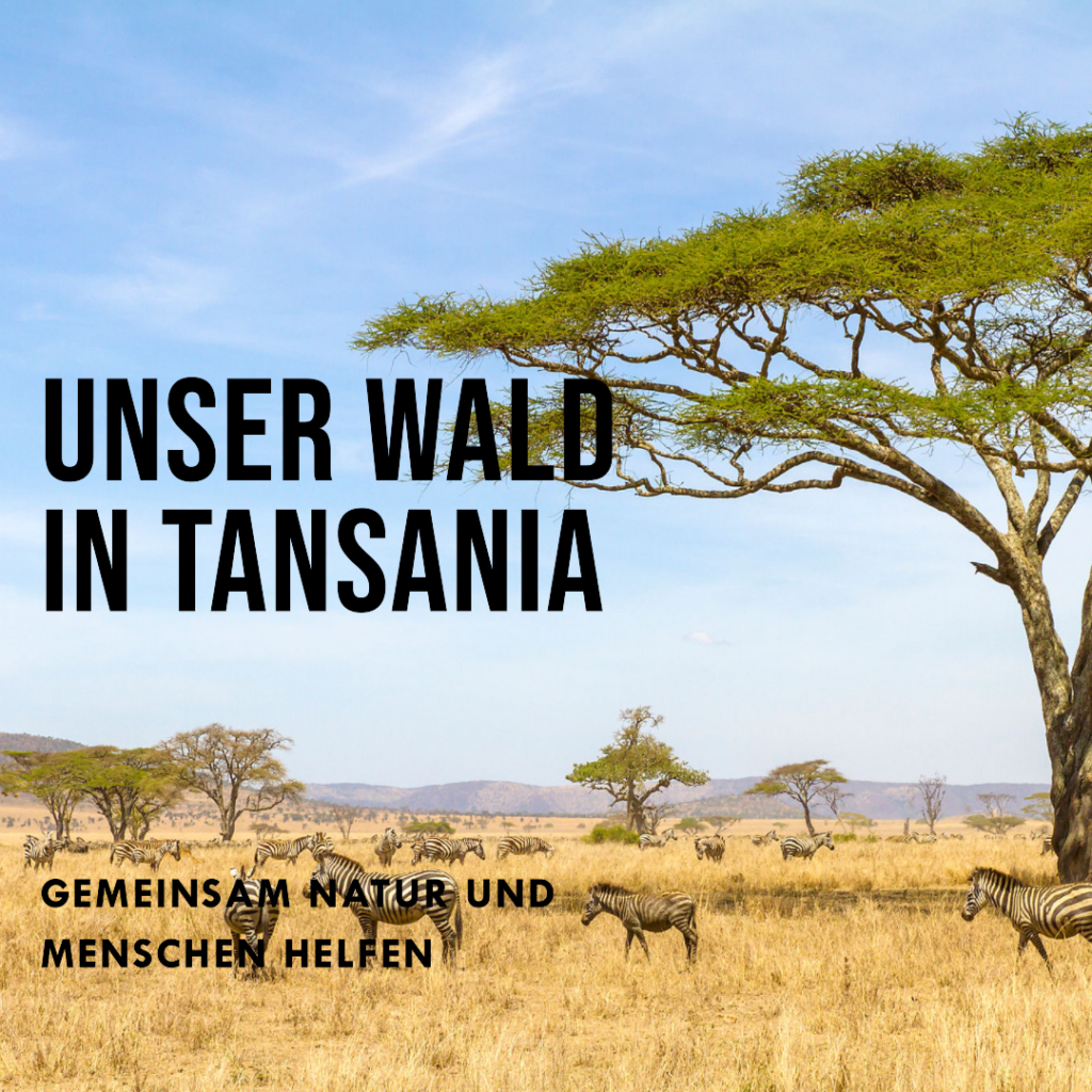 Bäume, Giraffen, Steppe in Tansania
