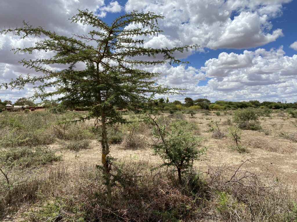 Hier wächst wieder Wald. FMNR. Tansania